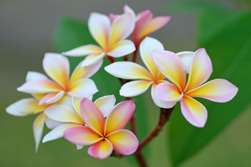 Frangipani flowers
