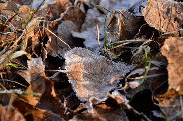 Frozen leaves