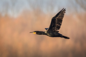 kormoran 