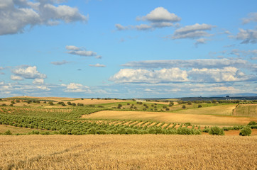 Fototapeta premium Spanish agricultural landscape in spring
