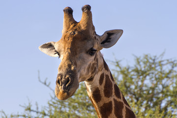 Naklejka premium Giraffe in the Madikwe Game Reserve, in South Africa.