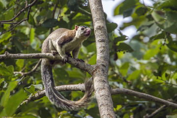 Obraz premium grizzled giant squirrel in Mynneriya national park,Sri Lanka