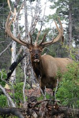 Naklejka na ściany i meble Bull Elk in The woods, smiling