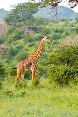 Giraffe in the savanna