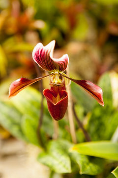 Orchid 1