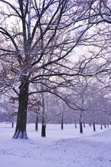 Trees covered by snow in winter