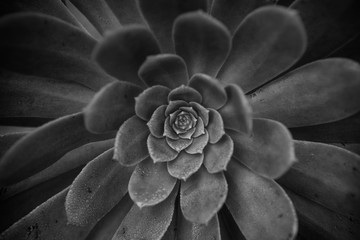 Succulent 3