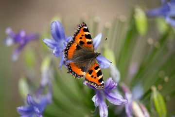Fototapeta na wymiar Small Tortoiseshell Butterfly, Berkshire, UK