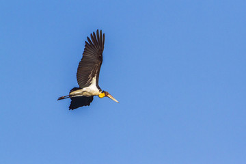 Lesser adjutant in Arugam bay lagoon, Sri Lanka