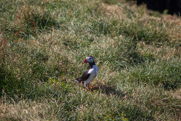 Puffin in Iceland 6