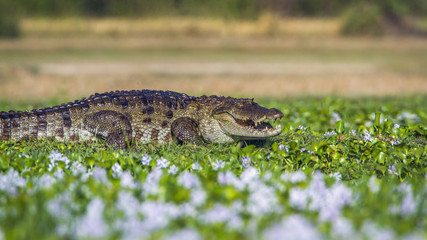 Mugger Crocodile in Panama nature reserve, Sri Lanka