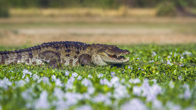 Mugger Crocodile in Panama nature reserve, Sri Lanka