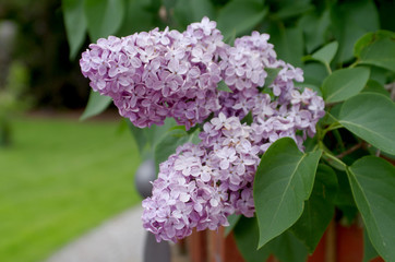 Flieder lilac