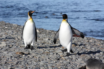 K&ouml;nigspinguine- S&uuml;dgeorgien