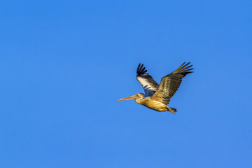 Spot-billed Pelican in Panama nature reserve, Sri Lanka