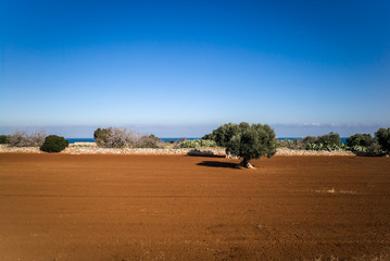 Fototapeta na wymiar Olive trees landscapes
