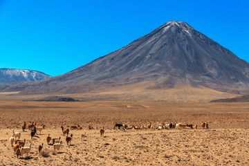Flock of llamas at the foot of the volcano Licancabur. Chile