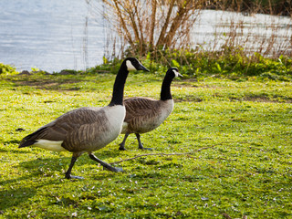 Anser Goose, Duddingston Loch, Edinburgh