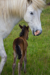 Obraz premium Icelandic Horse family 3, Iceland