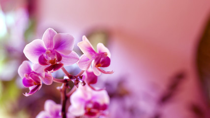 Fototapeta na wymiar orchidaceae