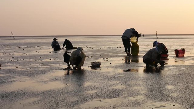 Rural people harvesting clam and sell for dealer at beach. 