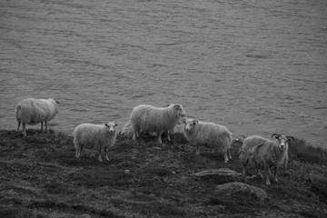 Obraz premium Sheeps in Iceland 2
