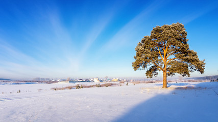 зимний пейзаж с заснеженной сосной на берегу...