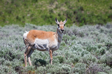 Fototapeta premium Pronghorn at Yellowstone