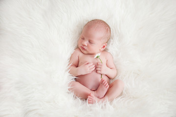 Новорожденный малыш с цветком в руках спит на меховом пледе - obrazy, fototapety, plakaty