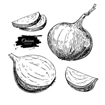 Onion hand drawn vector set. Full, half and cutout slice. Isolated Vegetable