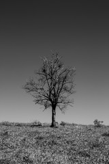 Alone tree in the countryside