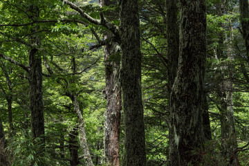 Obraz premium Beauty forest