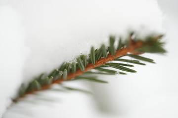 Snow on tree needles close up.