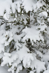 Spruce branches in the snow. 