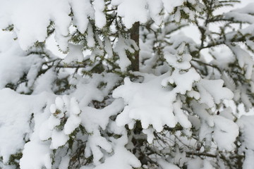 Spruce branches in the snow. 
