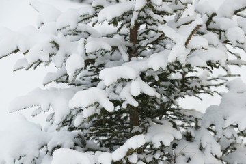 Spruce branches in the snow. 