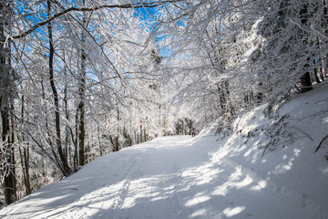 Winter landscape