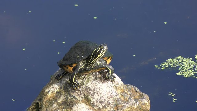 Florida Cooter basking on a rock