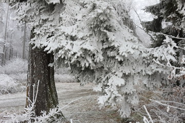 pine tree covered with snow