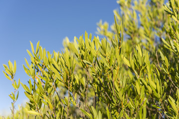 Foliage of Phillyrea angustifolia. It is a species in the family Oleaceae native to the...