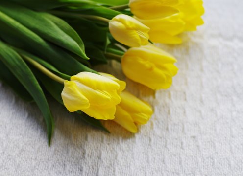 Fototapeta A beautiful bouquet of tulip yellow flowers on a white cotton background. Concept for love and valentines day.