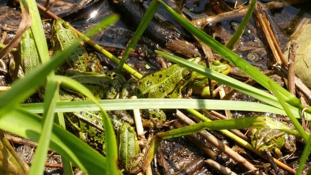 group of frogs 4k UHD 11652
