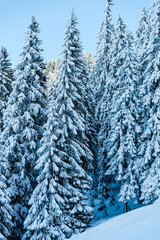 Winter in carpathian mountains