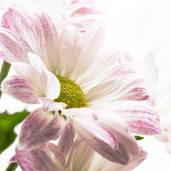 Obraz na płótnie Canvas Chrysantheme pink