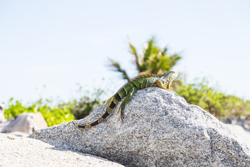 Green iguana/Green iguana is resting on the rock at the tropical beach.