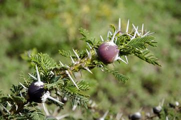 Acacia, Acacia drepanolobium, Tanzanie