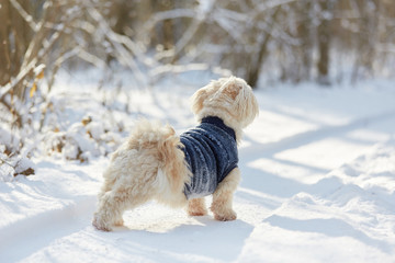 White havanese dog in the snow