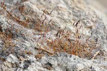 Closeup of the nature of Israel - moss on the stone