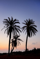 Obraz premium Palm trees and the Mediterranean Sea, Park of Ashkelon in Israel