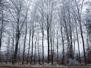 Background of icy trees in germany